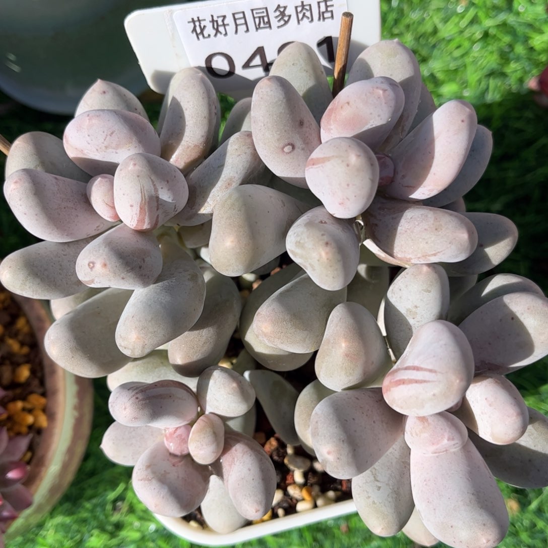 多肉植物0401 满30包邮