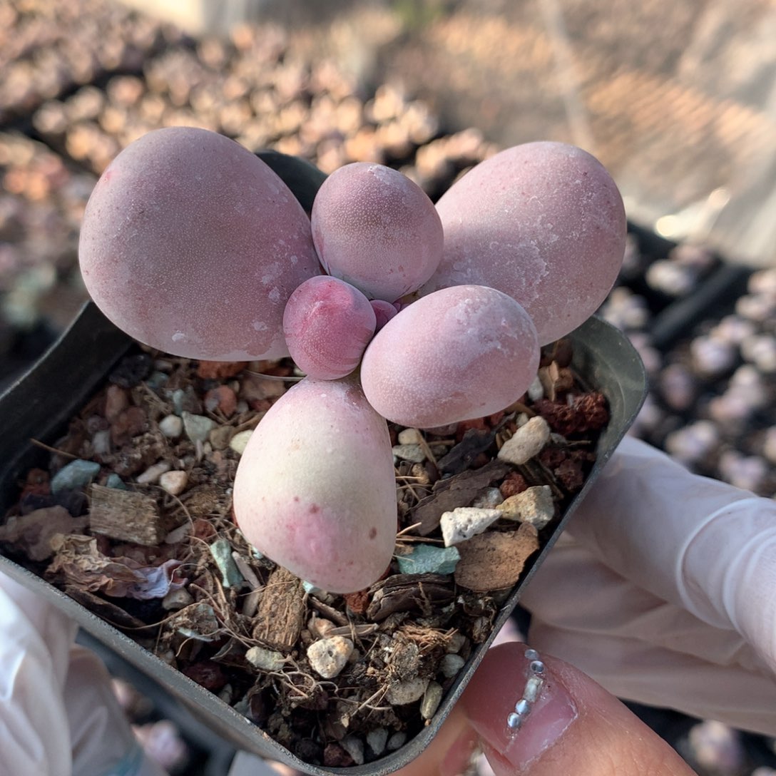 米可米可米可080