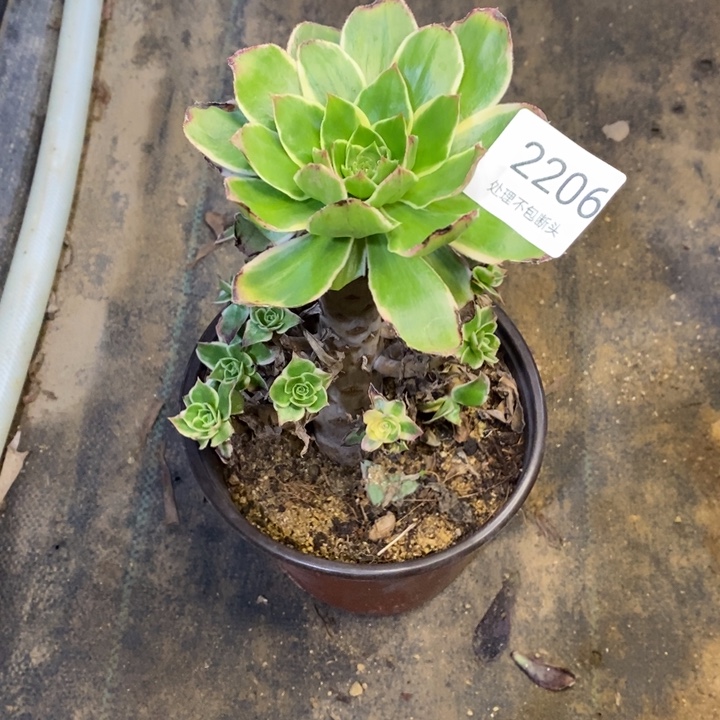 绿玫瑰多肉断头不包2206