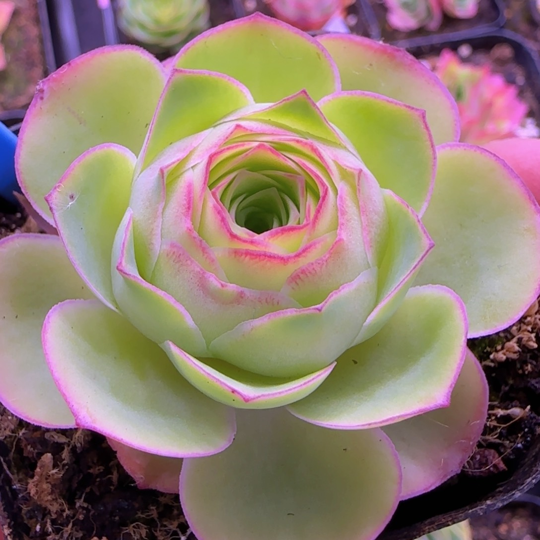 半城玫瑰不知名七方杯捡漏945