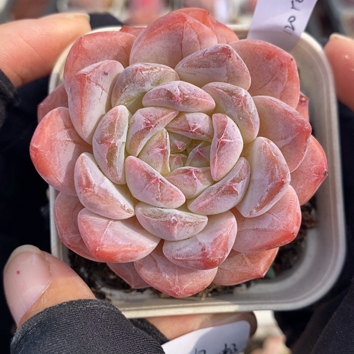 1201-81。粉魄多肉