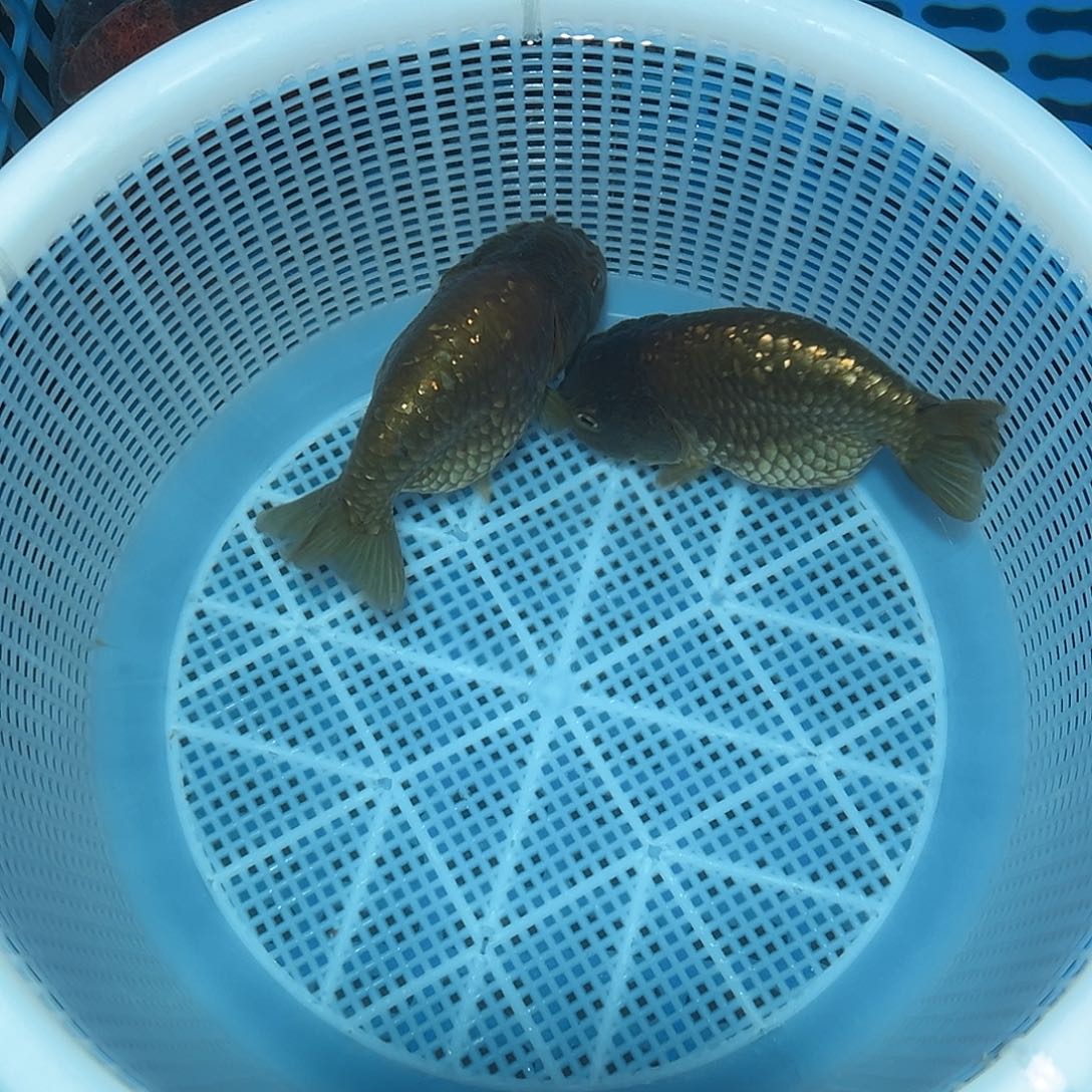 金鱼盲盒青皮。包邮包活。