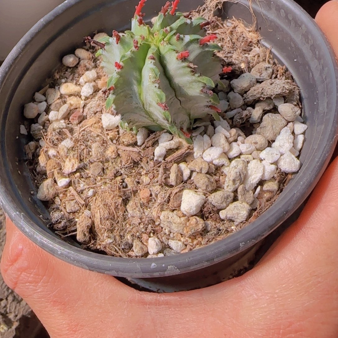 王***厚块根植物块根植物