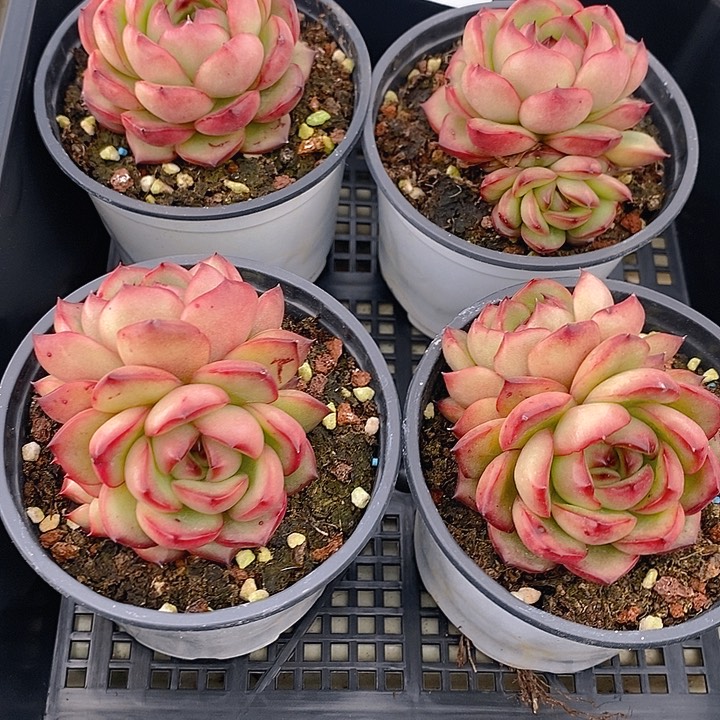 165 多肉植物盆栽花卉植物