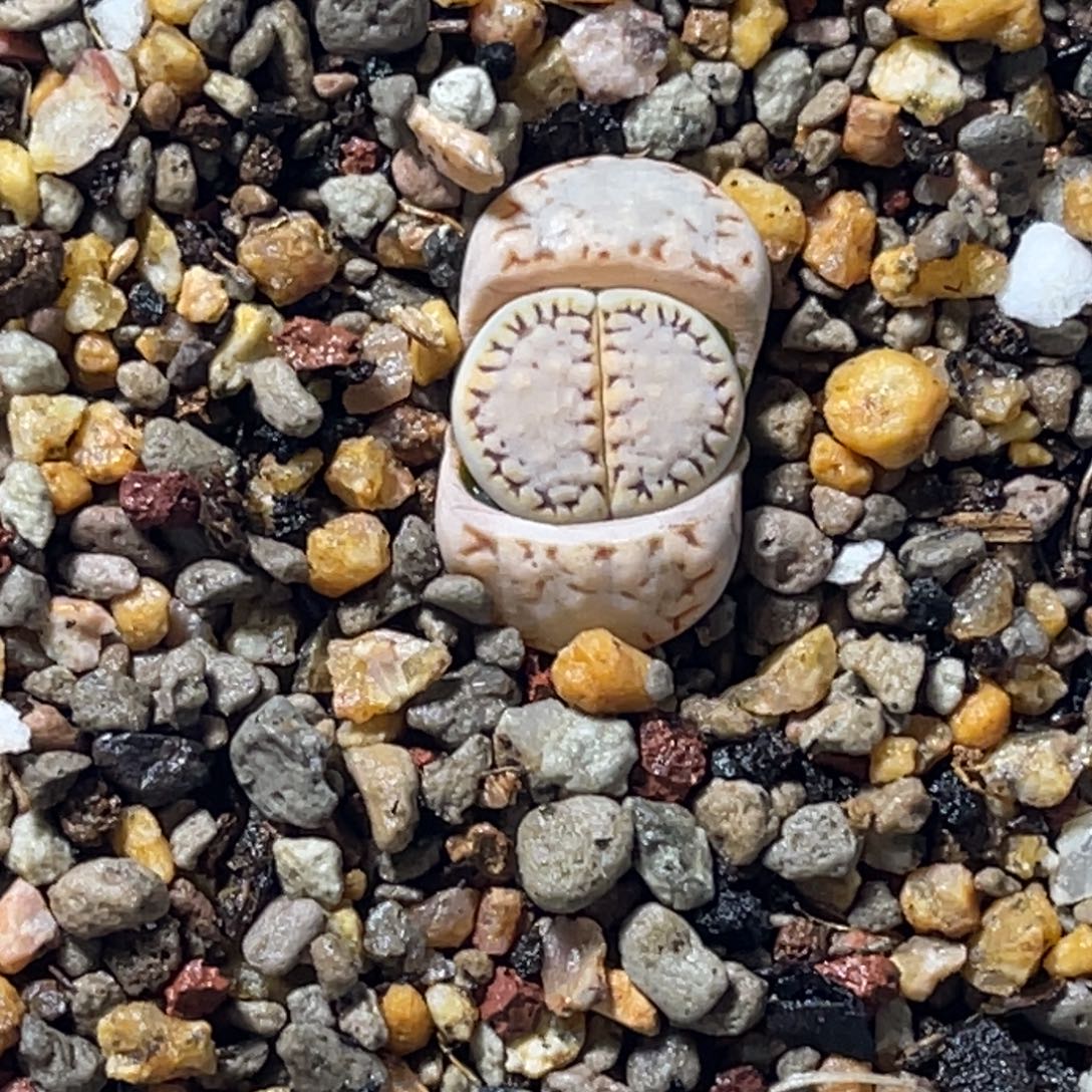 7950饼干1金边216尺寸1.6