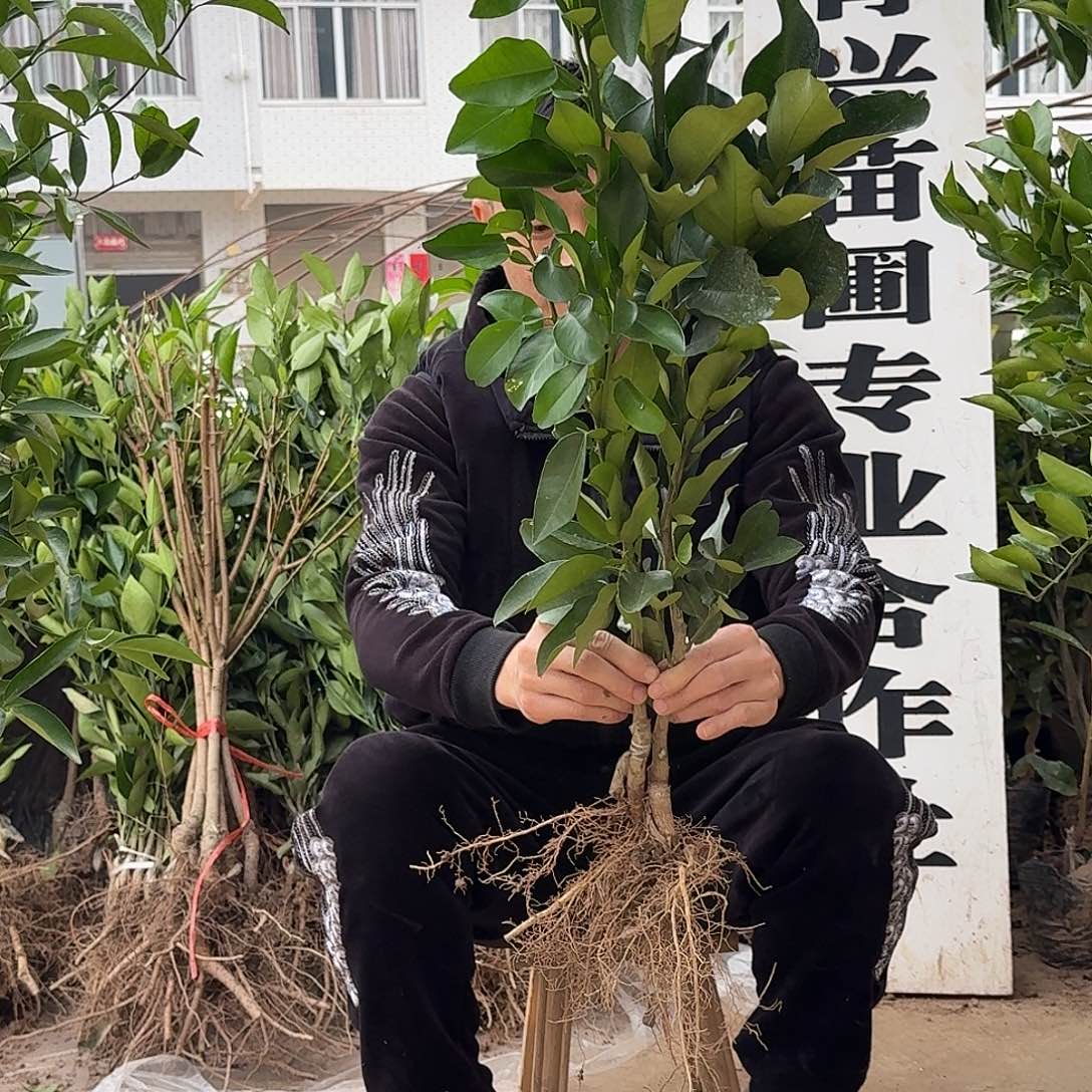 完全开放三红柚子果树苗