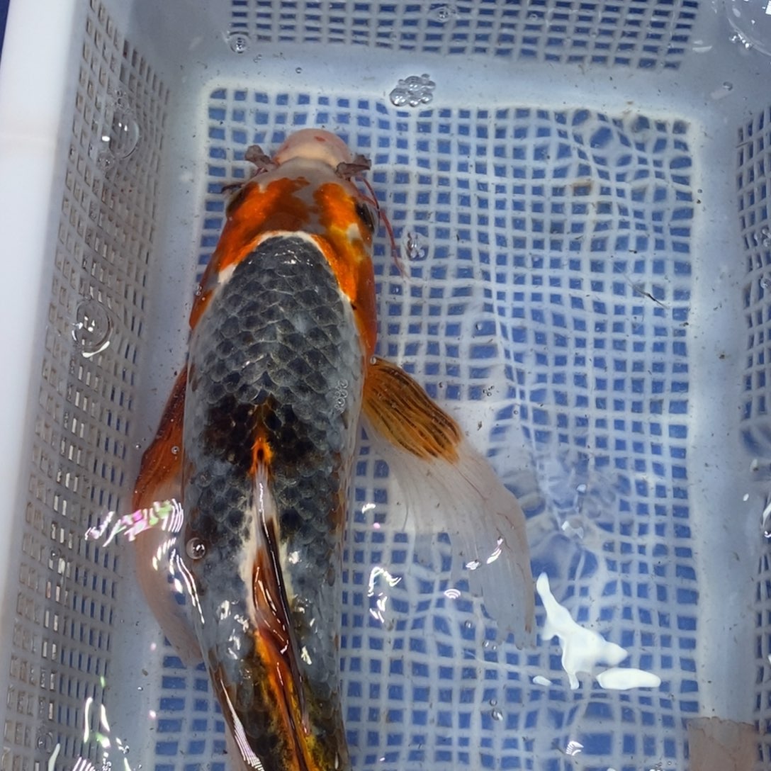 锦鲤冷水锦鲤包邮