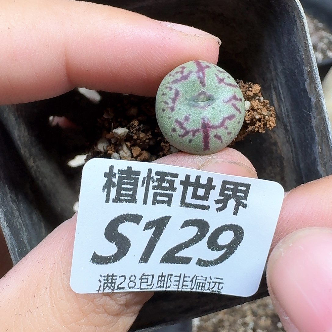 多肉植物的人生fgh