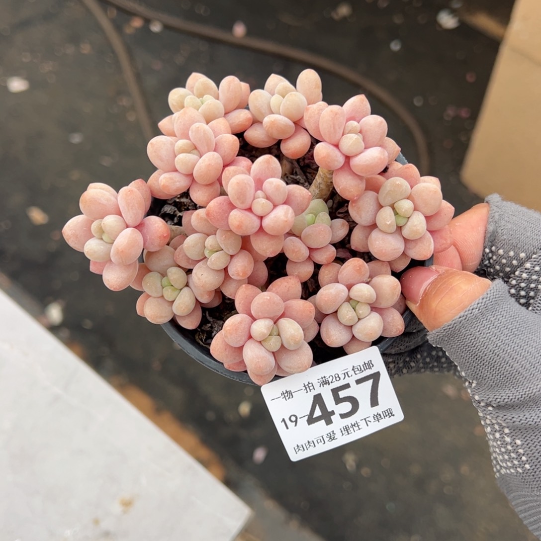 鱼子酱多肉多肉多肉多肉