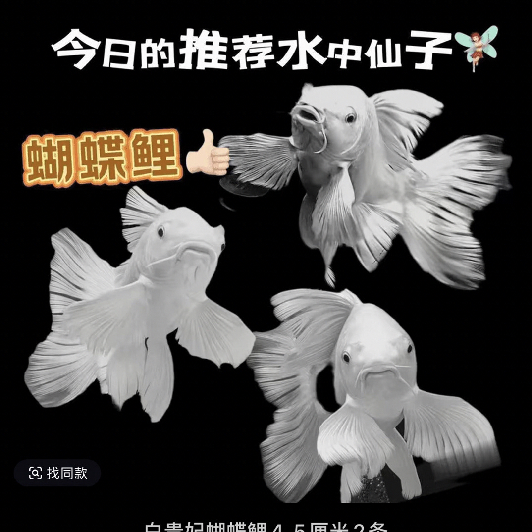 台湾纯种蝴蝶鲤短身球体冷水淡水观赏鱼好养耐火