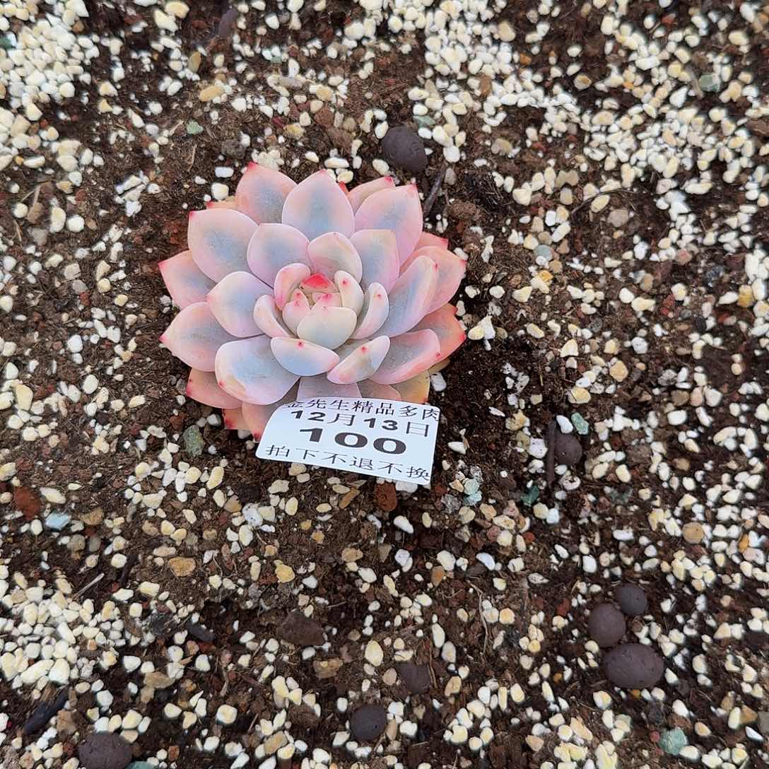 .***.1213-100橙梦露宽锦