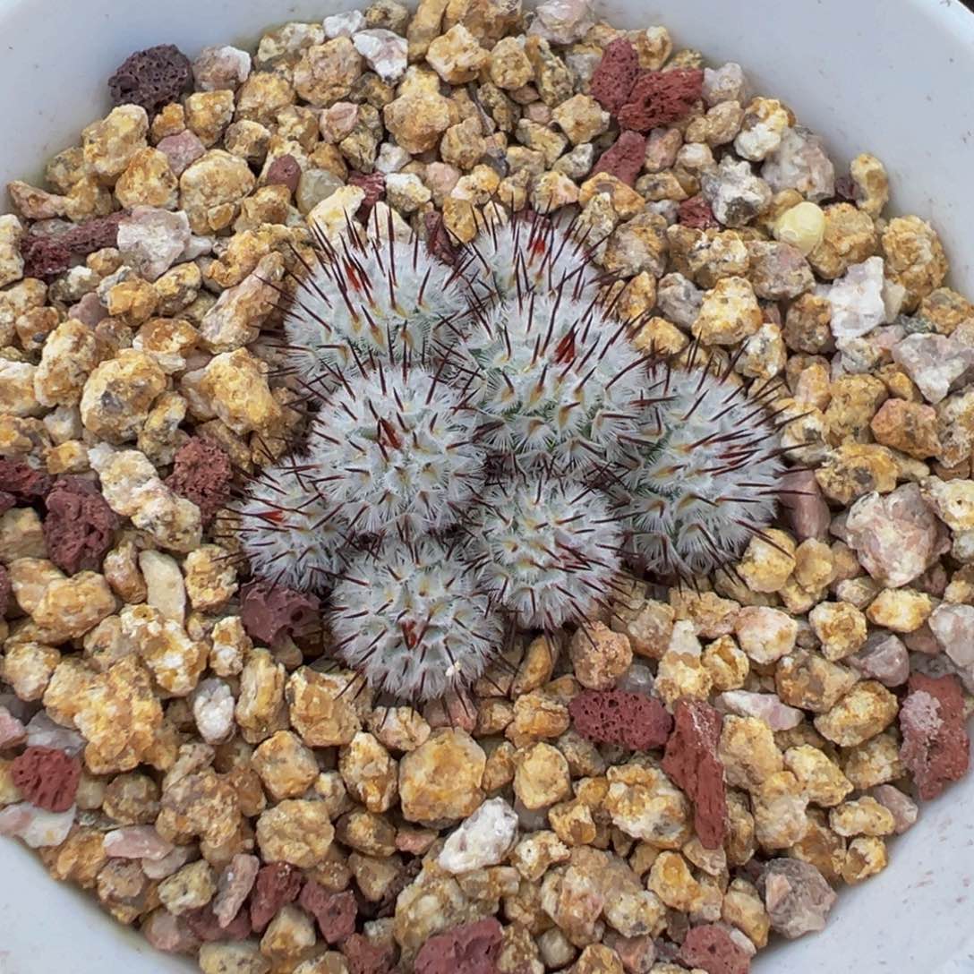 实生根直刺佩雷群多肉植物带盆土