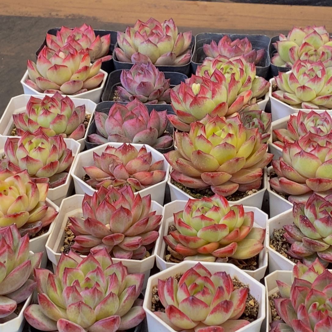 顗****】265多肉植物保护研究所所长