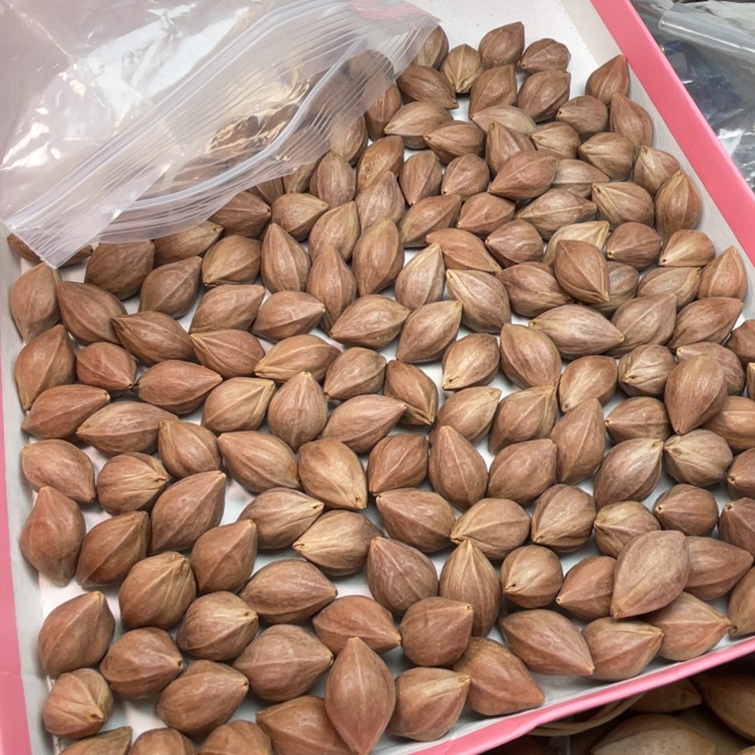 小****橄榄核手串/手链1