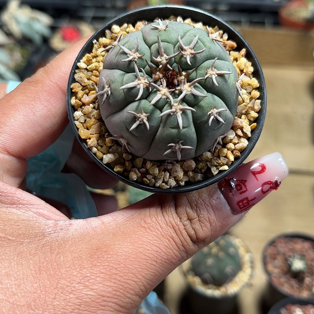 大猫爪单头发货单头