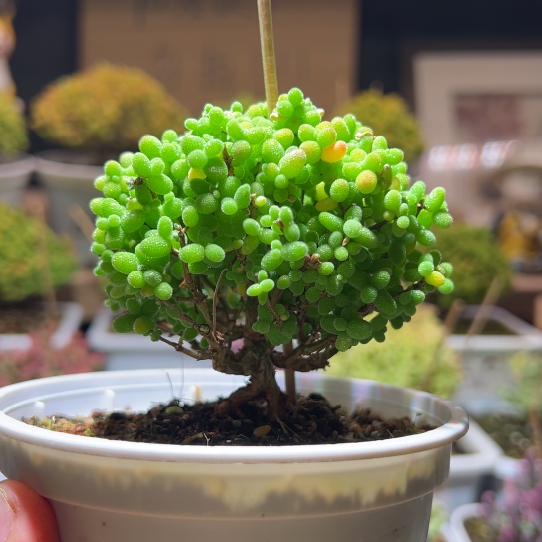 108金桔一物一拍包开箱