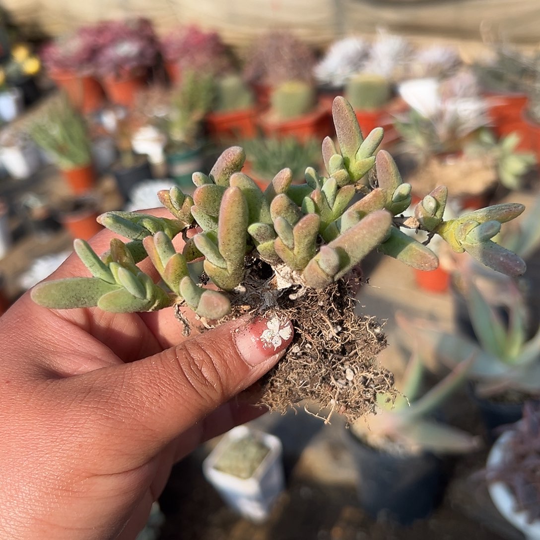 多肉植物鲨鱼群生