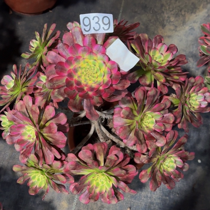 0000000000939维纳斯福利价多肉