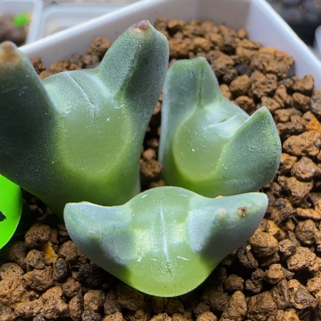 大眼睛空蝉拆头没根271