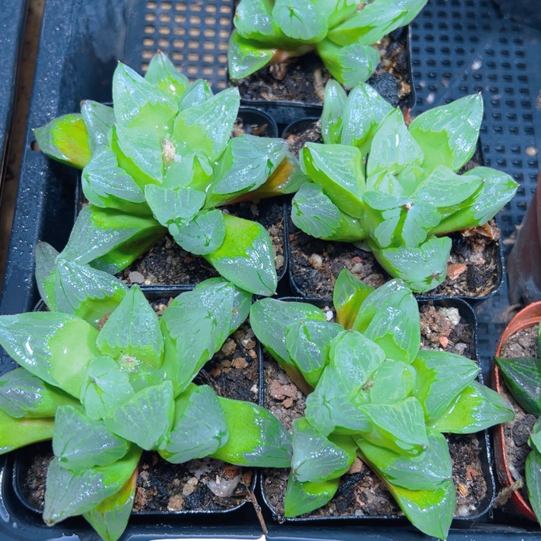 冰城寿玉露多肉多肉一颗