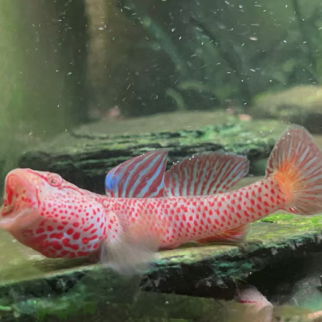 江西大斑红神农虾虎星条旗虾虎鱼原生冷水鱼生态鱼