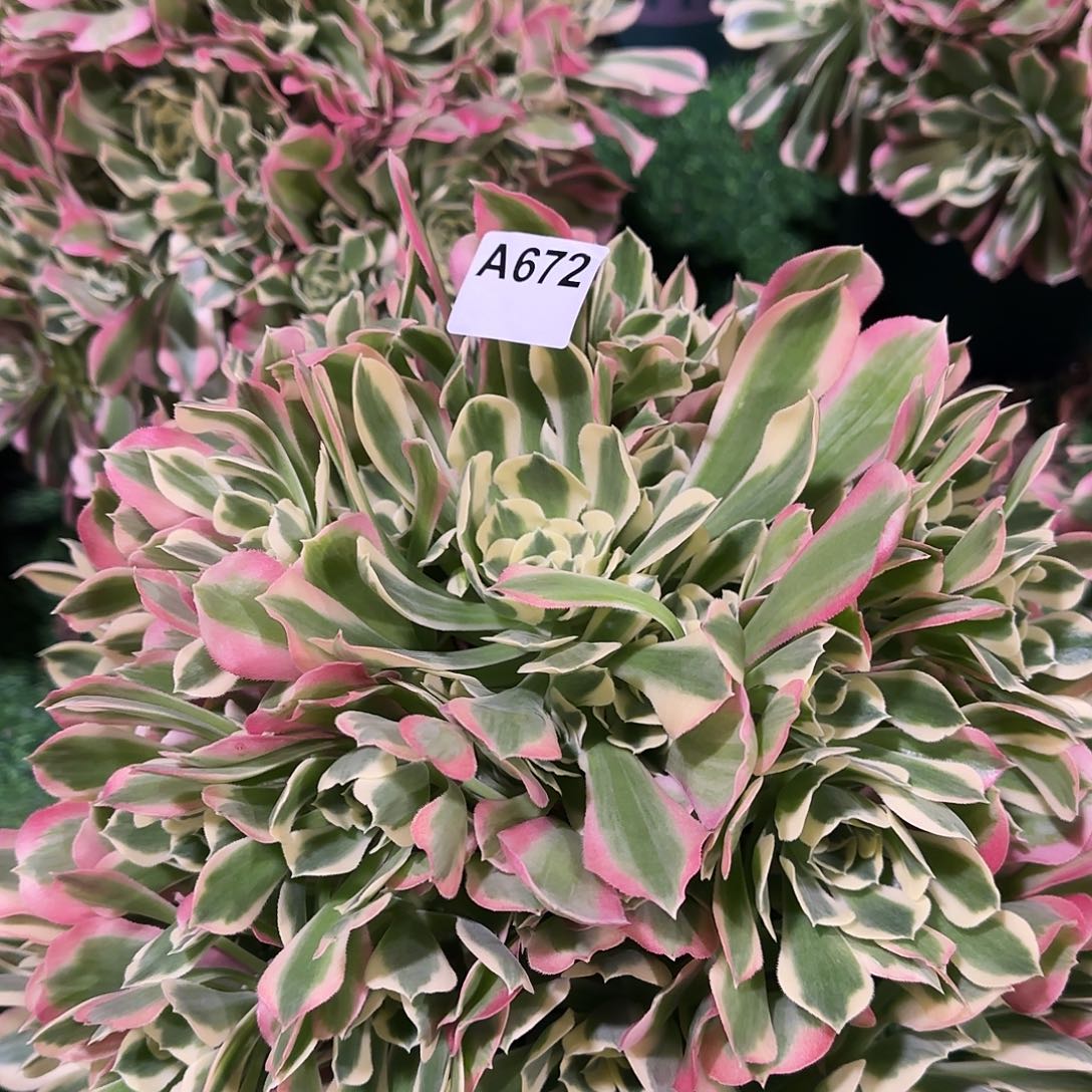 多肉植物白凤672