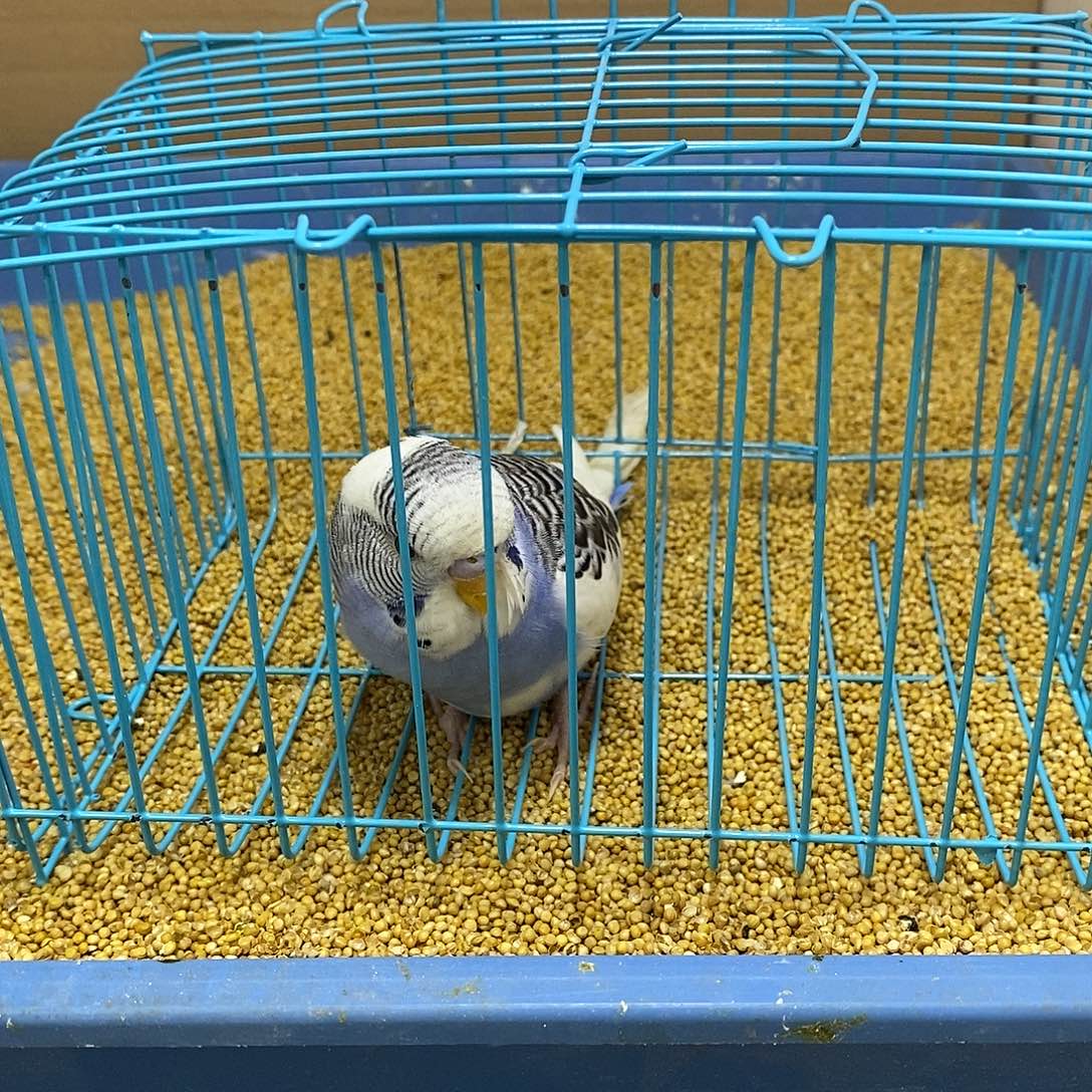 虎皮鹦鹉大头虎皮