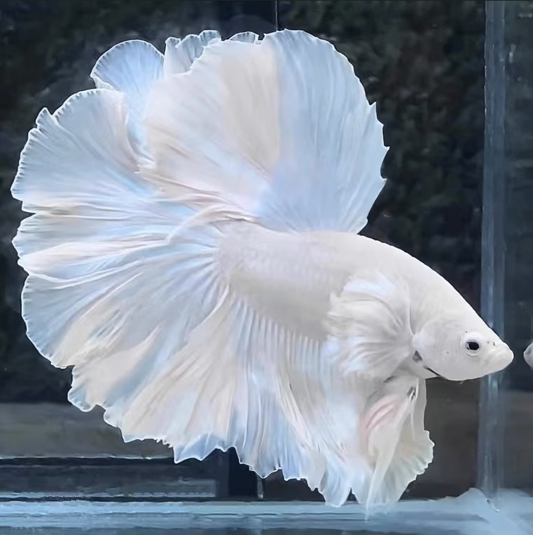 A18（409-432）泰国斗鱼小型热带观赏鱼、耐活（直播间选鱼）