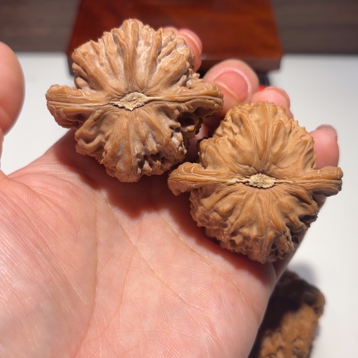 核桃46尺寸白狮子