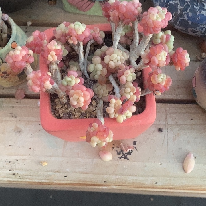 胭脂精品多肉12035