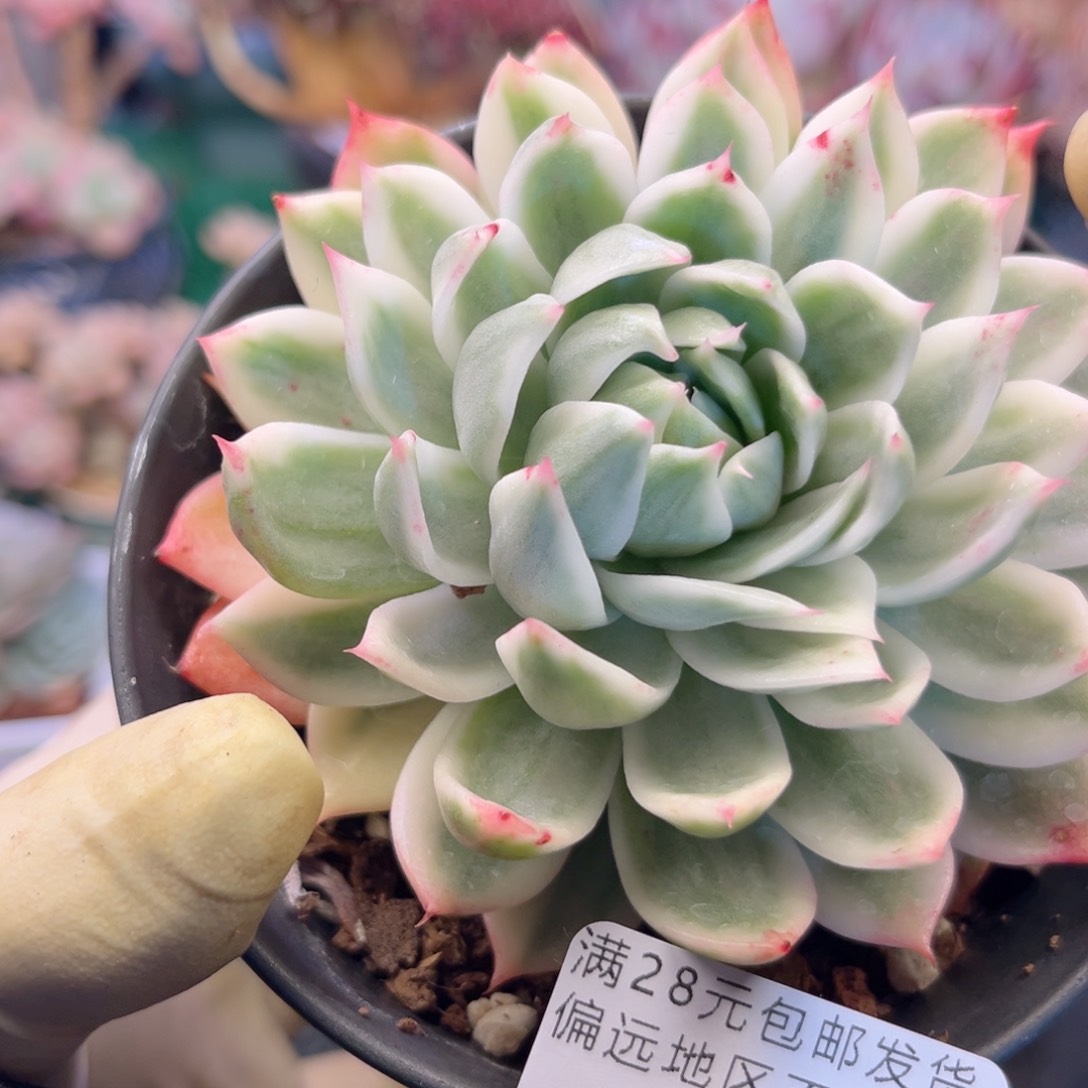 大1355。g d h ch ch j n