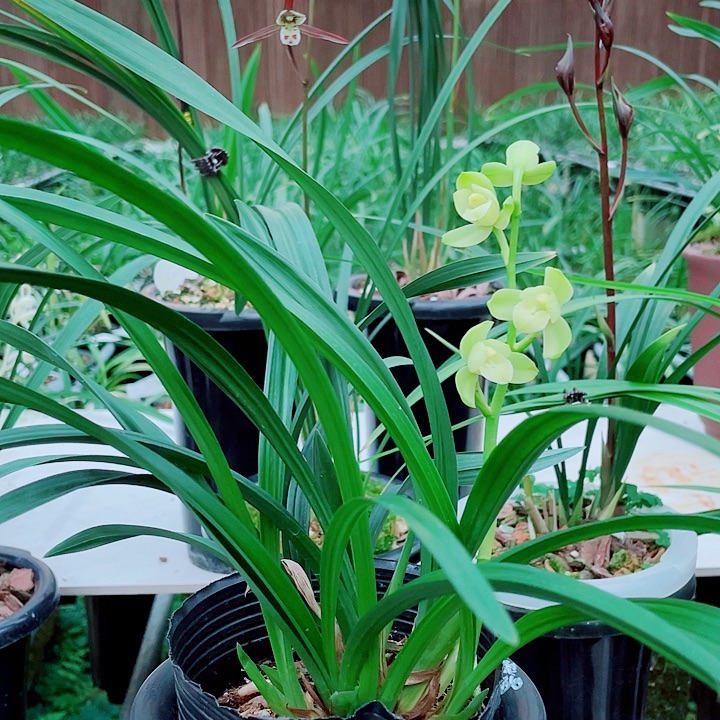 秦***脉无花朵一物一漂亮