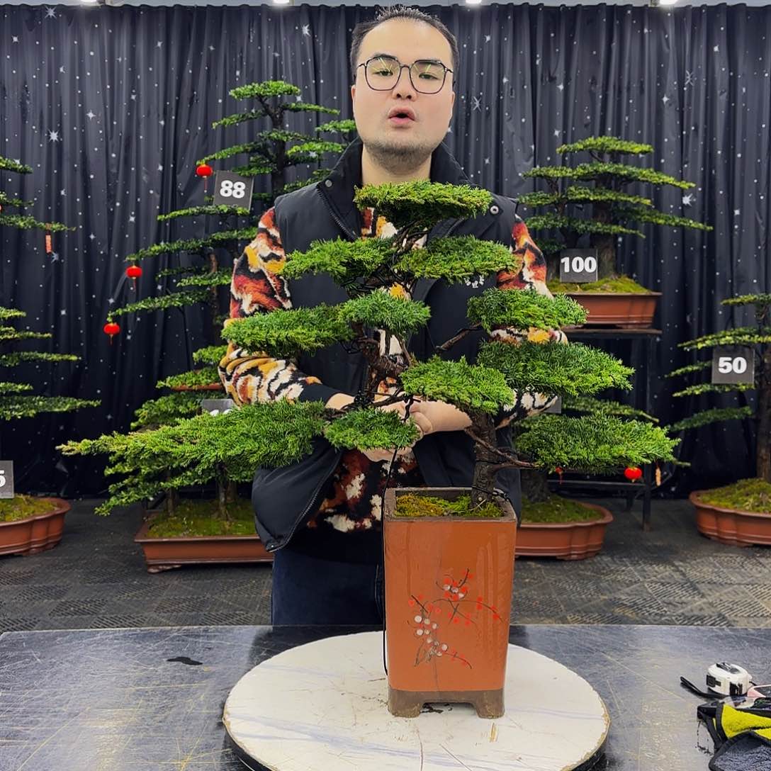 龙爪松高端造型盆景