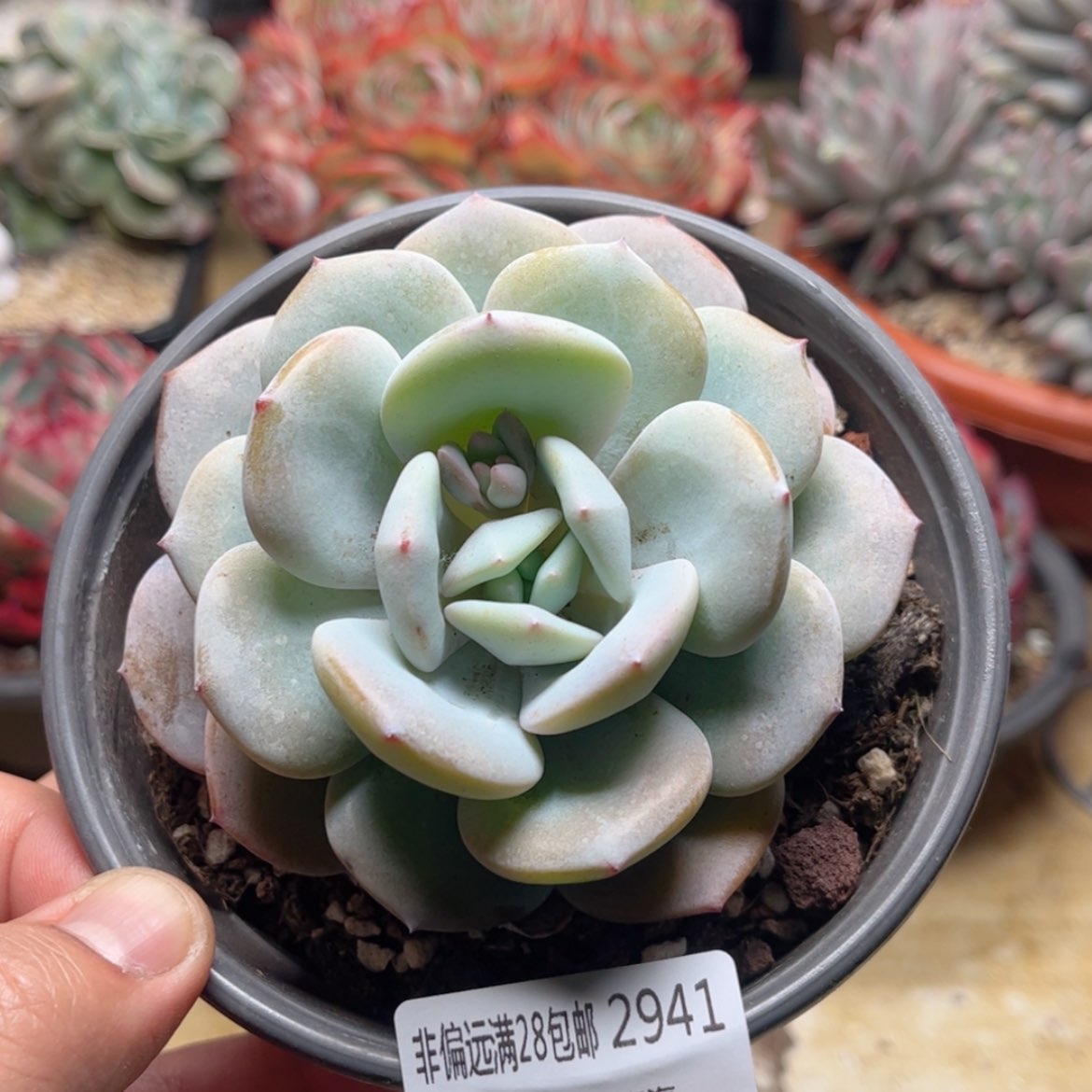 【闪购商品】2941奶茶