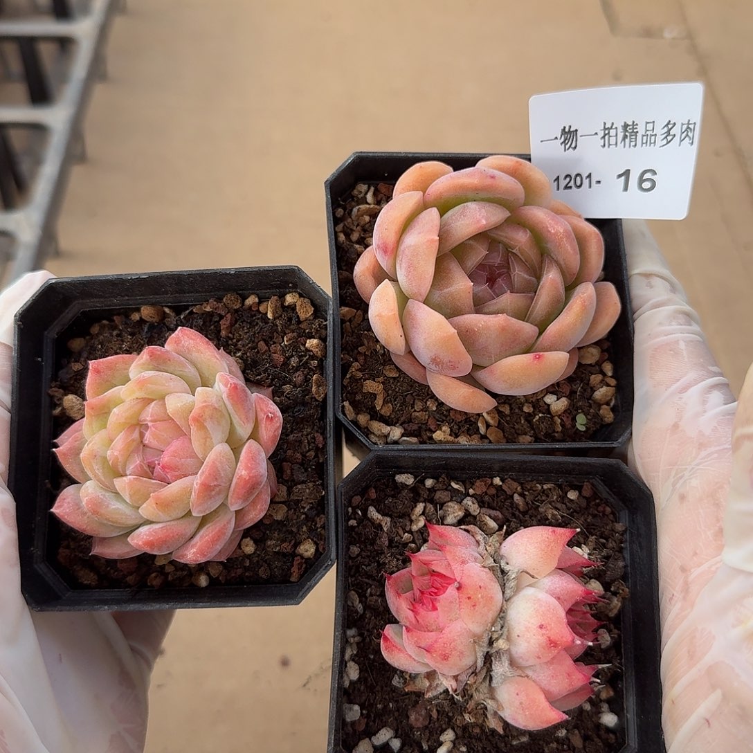 1201-16三颗多肉珍妮组合