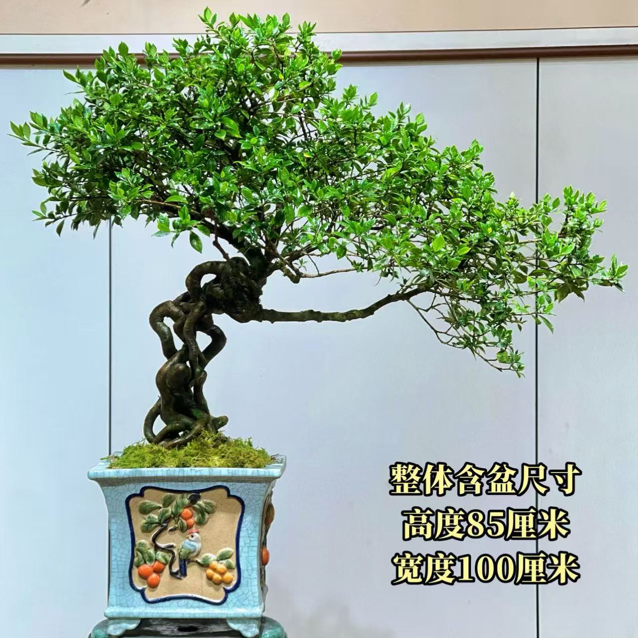 【叶胜园艺】精品四季榄叶栀子花盆景