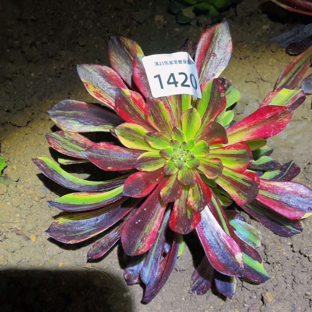 1420莫兰迪多肉植物