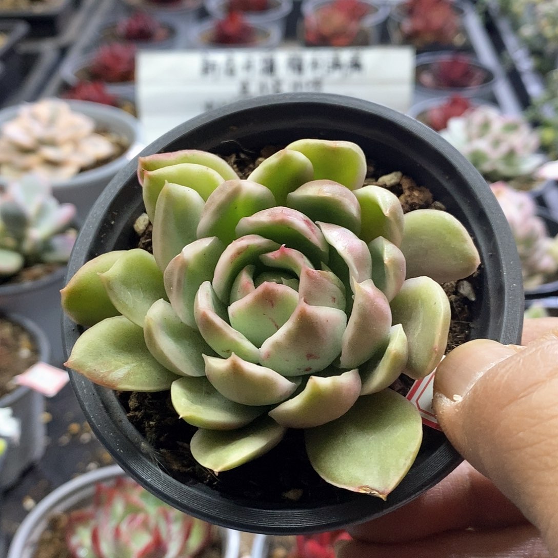 1308精美多肉水晶恋人