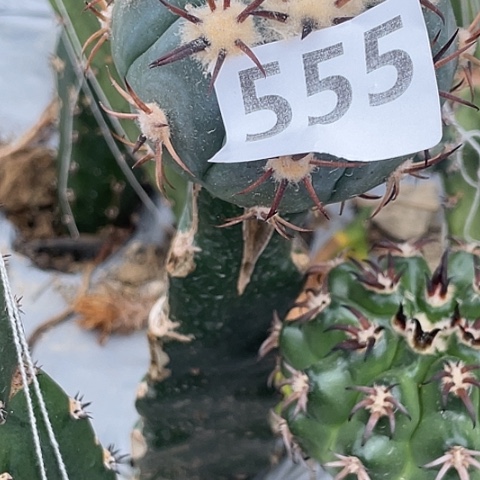 小***星555号三角苗接雷帝割刺7.5厘米