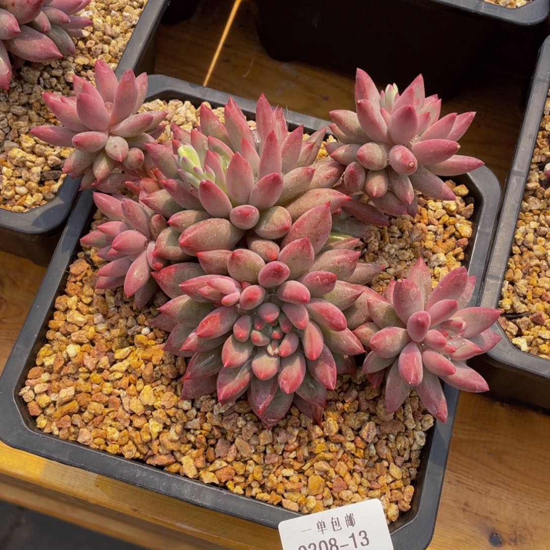 0308-13-虞美人。。。。。。