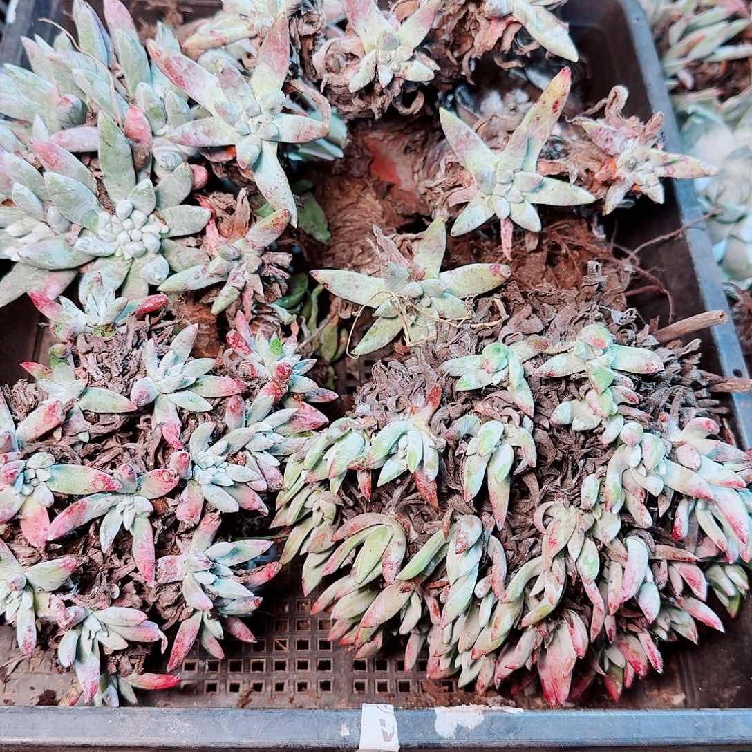 9211瑕疵框拍不售后