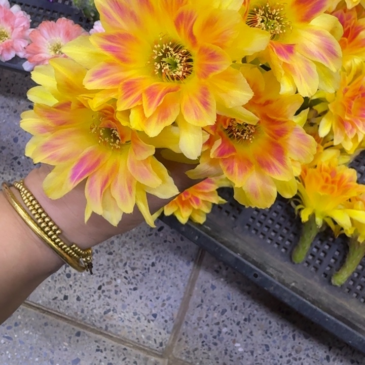 261丽花A53歪无根侧牙3公分左右，20包邮