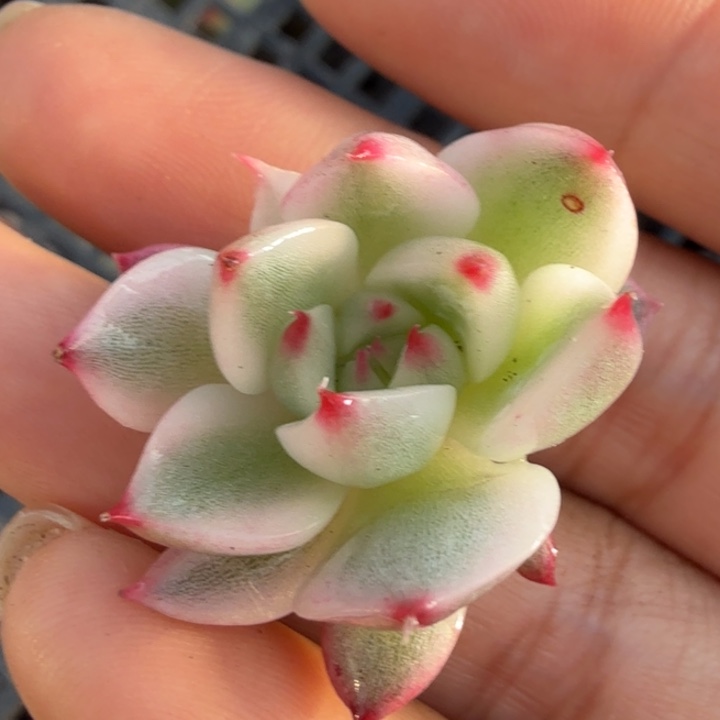 吉娃娃锦腹轮锦无根