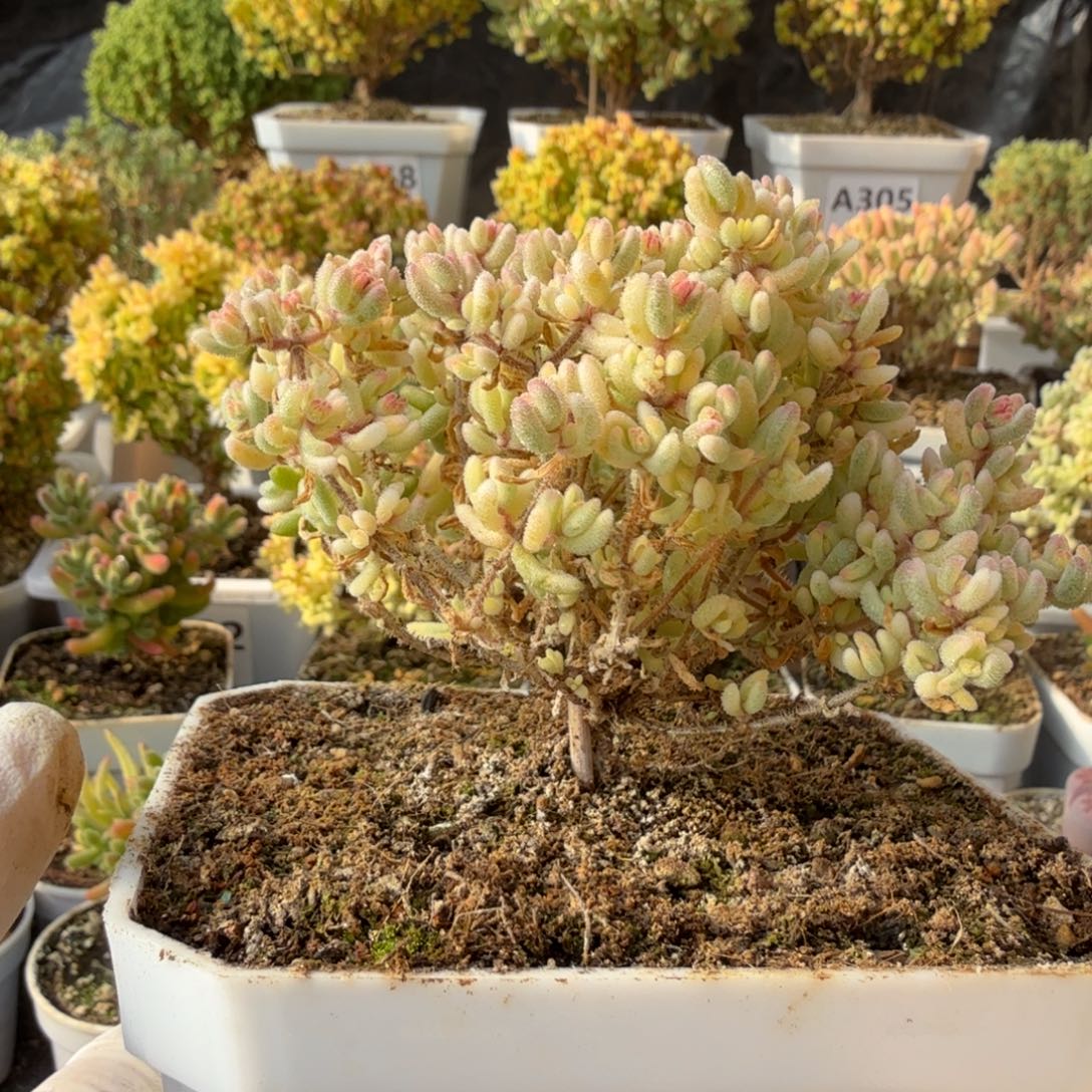 A381红宝石锦枝干