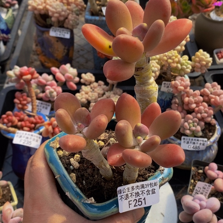 金蝉老桩251多肉植物