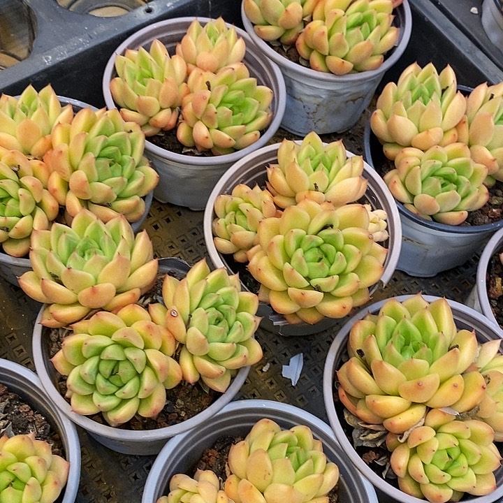 三头星空珍妮福利多多去拍