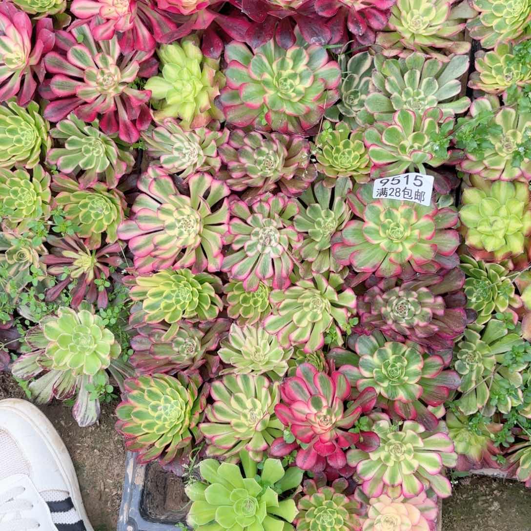 X.   9515一乱多肉