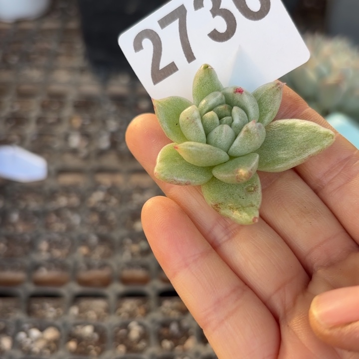 头盖锦无根多肉植物满18包邮
