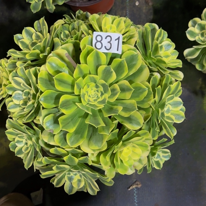 0000000000831绿豆沙多肉植物