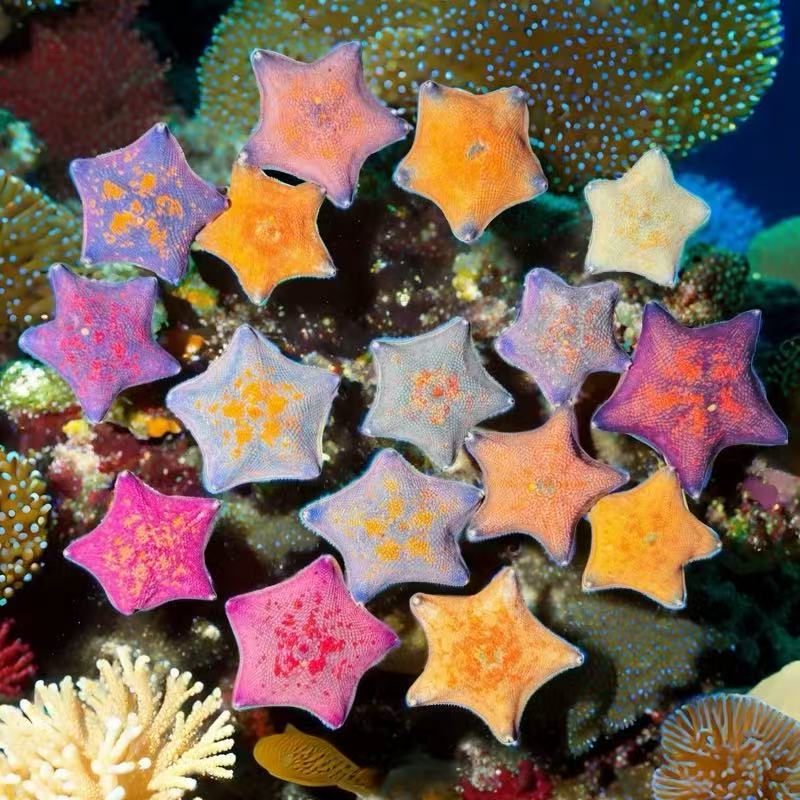 精品海燕海星活体（如需售后请提供开箱视频）